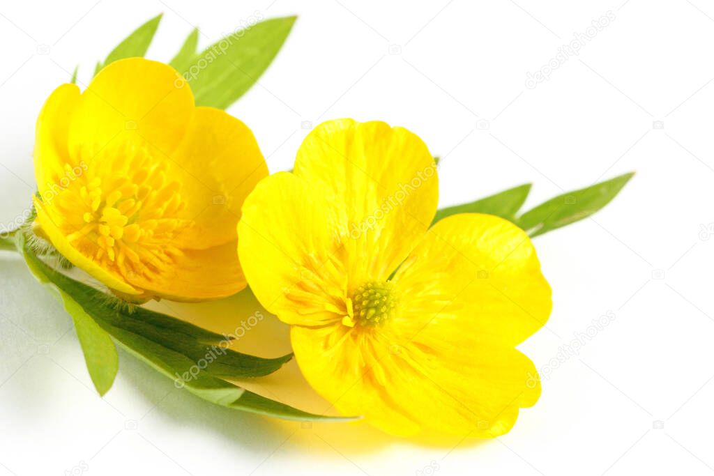 Composition of bright yellow flowers with a leaf of greenery on a white background, isolate, close-up. The concept of summer or spring. Blank for labels on the theme of natural remedies.