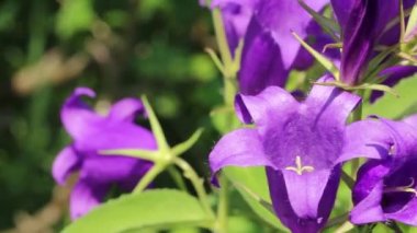 Büyük mavi çiçekler hafif bir esintide sallanıyor, çanlar açıyor, güneşli bir gün, yeşil doğal arka plan, yakın plan.