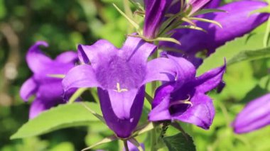 Büyük mavi çiçekler hafif bir esintide sallanıyor, çanlar açıyor, güneşli bir gün, yeşil doğal arka plan, yakın plan.