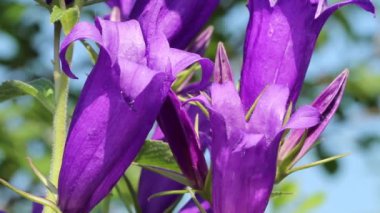 Büyük mavi çiçekler hafif bir esintide sallanıyor, çanlar açıyor, güneşli bir gün, yeşil doğal arka plan, yakın plan.