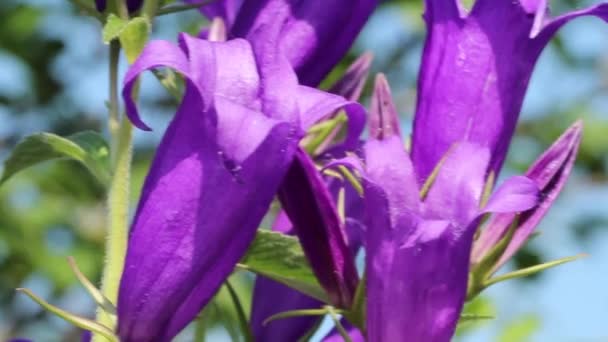 Las Grandes Flores Azules Balancean Una Brisa Ligera Las Campanas — Vídeo de stock