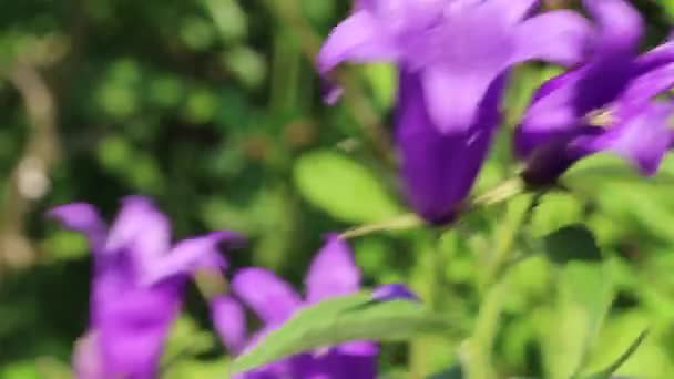 Stora Blå Blommor Svajar Lätt Bris Klockor Blommar Ljusa Soliga — Stockvideo