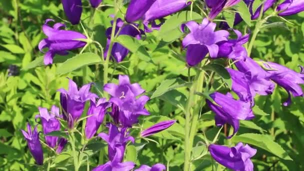 Las Grandes Flores Azules Balancean Una Brisa Ligera Las Campanas — Vídeos de Stock