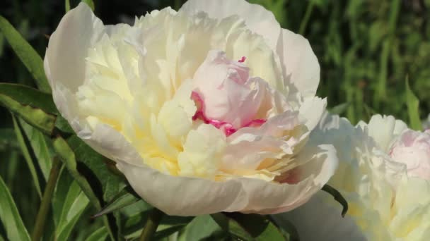 Bright Large Garden Peony Whole Frame Easy Movement Wind Dark — Stock Video
