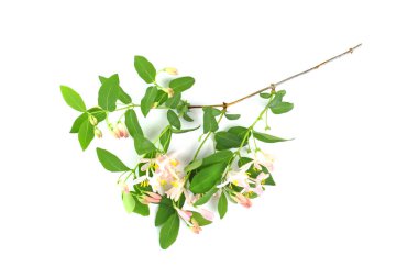 Çiçek kompozisyonu. Narin pembe çiçekli yeşil dal beyaz arka planda, izole edilmiş. Bahar ya da yaz konsepti.