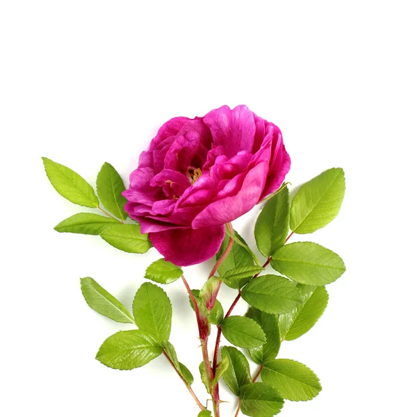 Jasna Róża Gałąź Zielonymi Liśćmi Cierniami Duży Pączek Białe Tło — Zdjęcie stockowe