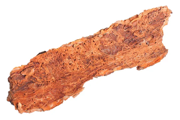 Ένα Μεγάλο Κομμάτι Φλοιού Δέντρου Στην Πλάτη Φαγωμένο Από Σκαθάρια — Φωτογραφία Αρχείου