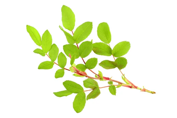 Rosehip Branch Leaves White Background Isolate Top View Flat Lay — Stock Photo, Image