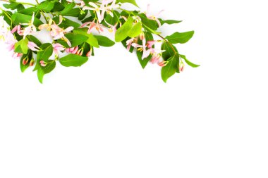 Beyaz arka planda minyatür pembe çiçekleri olan vahşi bir bitkinin parlak çiçekli dallarının çerçevesi. Üst görünüm, düz görünüm, metin için yer, kopyalama alanı. Bahar ya da yaz konsepti.