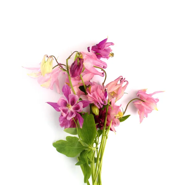 Flower composition. Bouquet of flowers of a common columbine or aquilegia vulgaris on a white background. Top view, flat lay, place for text, copy space. Spring or summer concept.