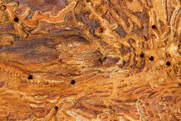 Surface Bark Tree Traces Beetles Background Close — Stock Photo, Image