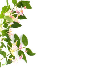 Çiçek kompozisyonu. Narin pembe çiçekli yeşil dal beyaz arka planda, izole edilmiş. Bahar ya da yaz konsepti. Üst görünüm, düz görünüm, metin için yer, kopyalama alanı.