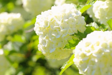 Parlak yeşil çiçekli büyük beyaz toplar, güneşli bir yaz günü. Sıcaklık ve ılık yaz kavramı