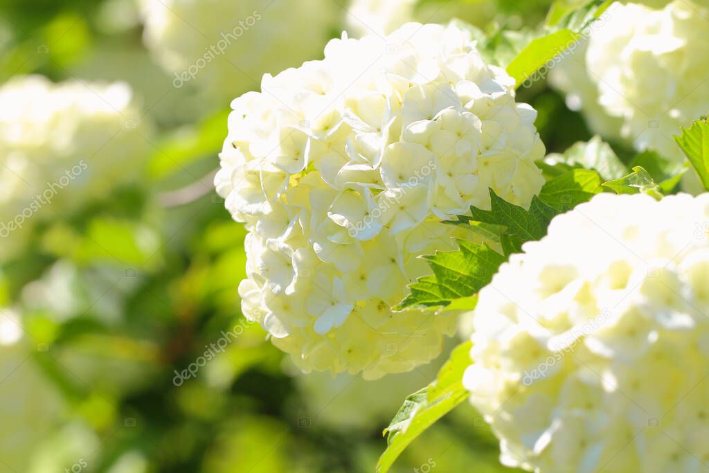Large white balls of flowers with bright greenery, bright sunny summer day. Heat and warm summer concept