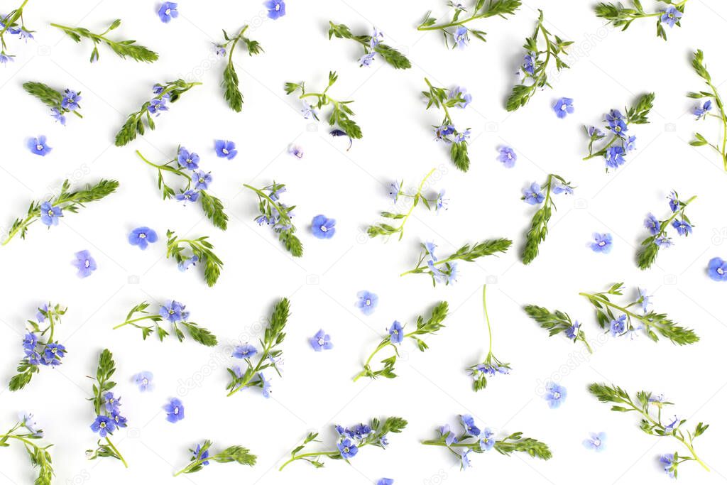 Flower composition. Pattern of miniature blue flowers and green twigs on a white background. Top view, flat lay. Spring or summer concept.