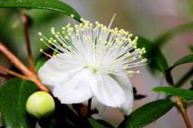 Mersin kokulu çiçek ya da Myrtus komüni koyu yeşil arka planda yakın plan.