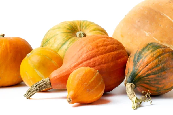 Calabazas Maduras Diferentes Tamaños Variedades Primer Plano Sobre Fondo Blanco —  Fotos de Stock