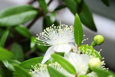 Mersin kokulu çiçek ya da Myrtus komüni koyu yeşil arka planda yakın plan.