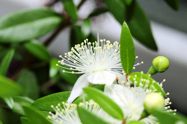 Mersin kokulu çiçek ya da Myrtus komüni koyu yeşil arka planda yakın plan.
