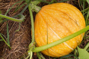Bahçedeki büyük balkabağı yeşillik ve samanla çevrili. Şükran Günü ve Cadılar Bayramı konsepti.