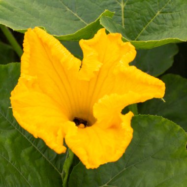 Koyu yeşil arka planda parlak balkabağı çiçeği..