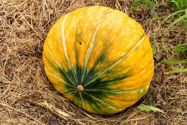 Una Calabaza Grande Descansa Sobre Una Almohada Paja Previsión Cena Imagen De Stock