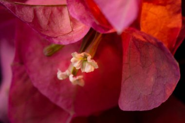 Siyah arka planda Bougainvillea çiçeği, yakın plan, makro.