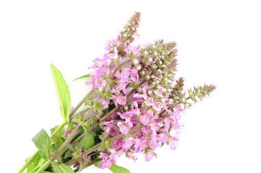 Çiçek kompozisyonu. Beyaz arka planda bir buket yaban leylağı çiçeği ya da pembe renk, izole. Üst görünüm, düz görünüm, metin için yer, kopyalama alanı.