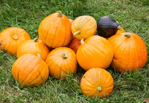 Calabazas Diferentes Tamaños Variedades Primer Plano Sobre Fondo Verde Día —  Fotos de Stock