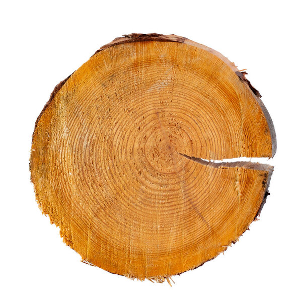 Saw cut of a coniferous tree close-up on a white background, isolate. Top view, flat lay, place for text, copy space.