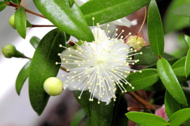 Bud Myrtle ya da Myrtus komünü..