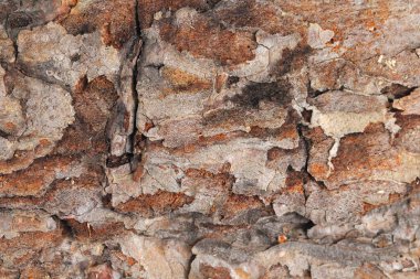 Arkaplan veya arkaplan olarak eski bir kozalaklı ağacın kabuğu.