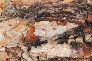 Eski bir kozalaklı ağacın kabuğu. Doku olarak yakın plan..