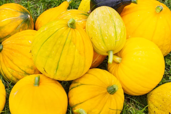 Montón Grandes Calabazas Maduras Césped Verde Cerca Día Acción Gracias —  Fotos de Stock