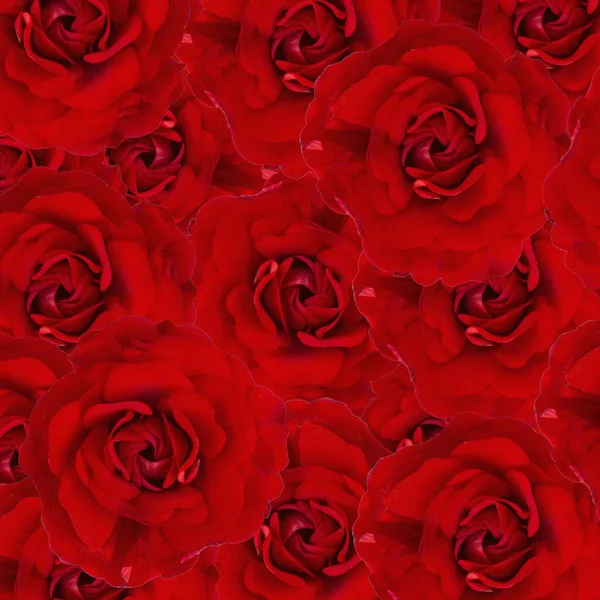 Vörös Rózsabimbó Mint Textúra Közelkép Minta — Stock Fotó