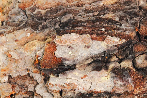 Eski bir kozalaklı ağacın kabuğu. Doku olarak yakın plan..