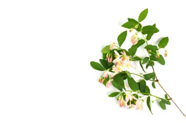 Çiçek kompozisyonu. Narin pembe çiçekli bir dal beyaz arka planda, izole edilmiş. Bahar ya da yaz konsepti. Üst görünüm, düz görünüm, metin için yer, kopyalama alanı.