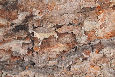 Arka plan ya da arka plan olarak eski bir kozalaklı ağacın kabuğu. Üst manzara, düz uzanma.