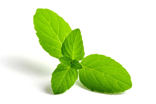 Mátově Zelené Listy Zblízka Bílém Pozadí Izolovat — Stock fotografie