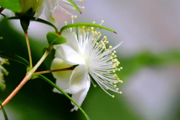 Flowers Myrtle Myrtus Communis Close Dark Background — Stock Photo, Image