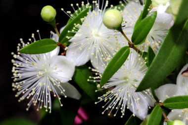 Myrtle ya da Myrtus Communis 'in Macro fotoğraf çiçekleri koyu bir arka planda yakın plan..