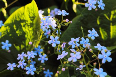 Çiçekler akrep otları veya Myosotis doğada, batan güneş ışığı bazı çiçekleri aydınlatır.