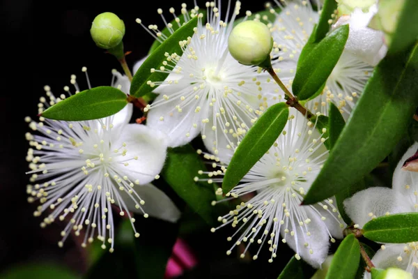 Myrtle ya da Myrtus Communis 'in Macro fotoğraf çiçekleri koyu bir arka planda yakın plan..