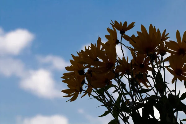 Silhouettes of large autumn flowers against a blurred blue sky with clouds.