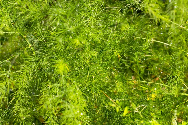 Gotas Rocío Las Ramas Espárragos Matorrales Plantas Verdes Como Textura — Foto de Stock