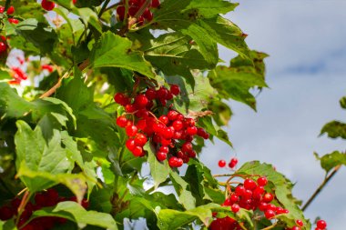 Bir daldaki viburum dutları bulutlu bulanık mavi gökyüzünün arka planına karşı, yakın plan.