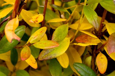 Sonbahar renkleri. Rododendron altyapısı, Ledum dalları ve yaprakları sonbaharda sarı ve kırmızı renkler, yakın plan, bulanık yeşil arkaplan.