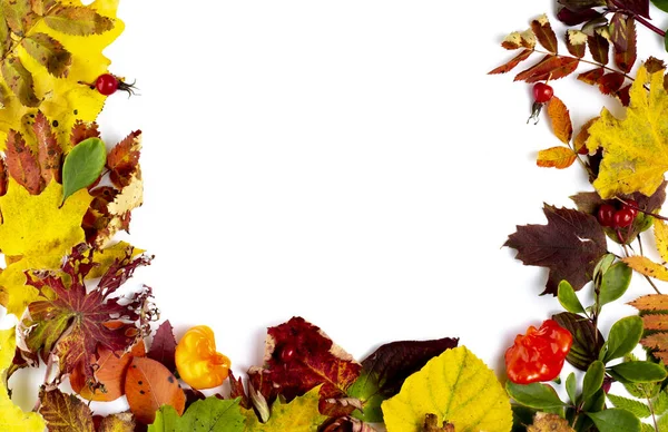 Herbstliche Komposition Rahmen Aus Herbstblättern Und Beeren Verschiedener Bäume Und — Stockfoto