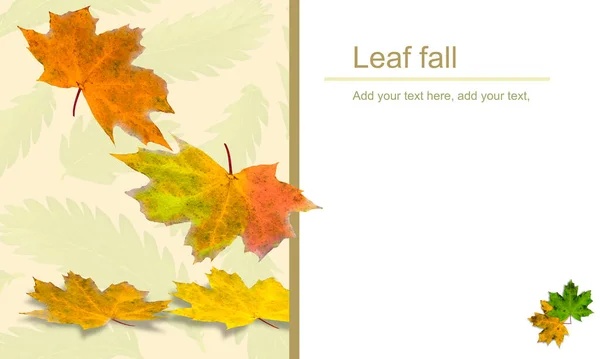 Kreative Schicht Mit Ahornblättern Herbst Fallende Farbige Ahornblätter Auf Hellgelbem — Stockfoto