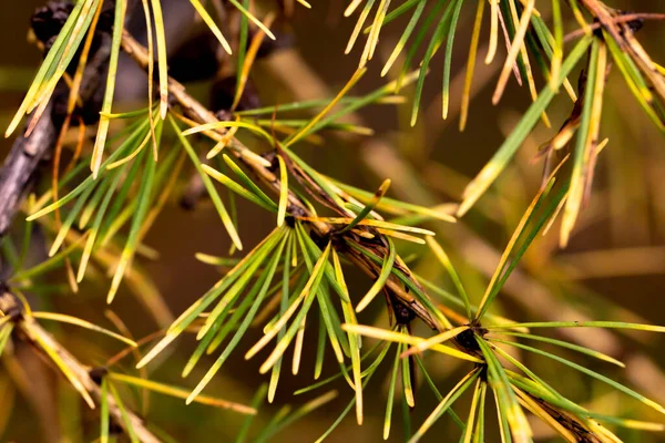 Colors Autumn Forest Larch Branch Late Autumn Yellow Needles Ready — Stock Photo, Image